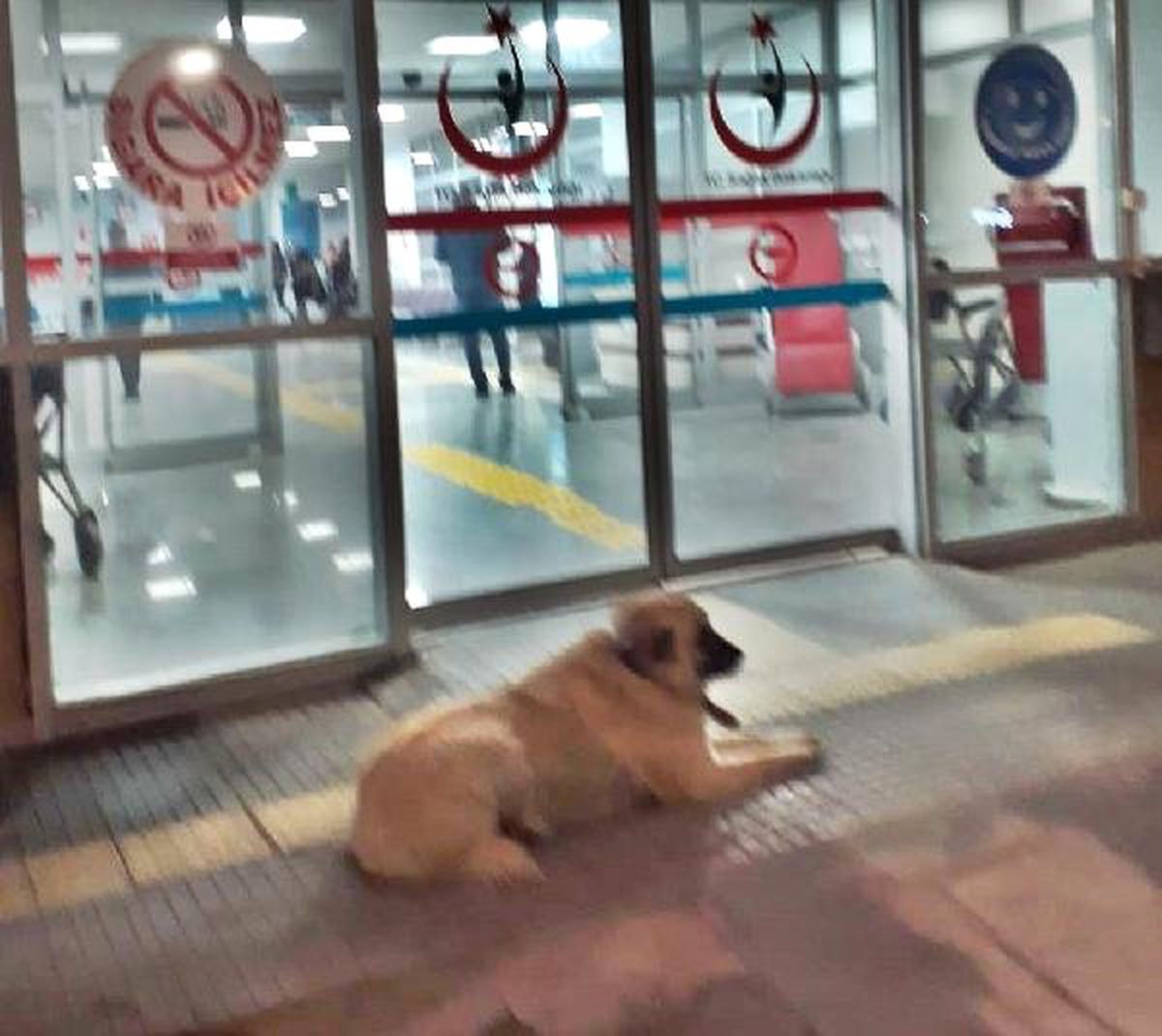 Sahibi Hastaneye Giren Köpek, Kapı Önünden Ayrılmadı