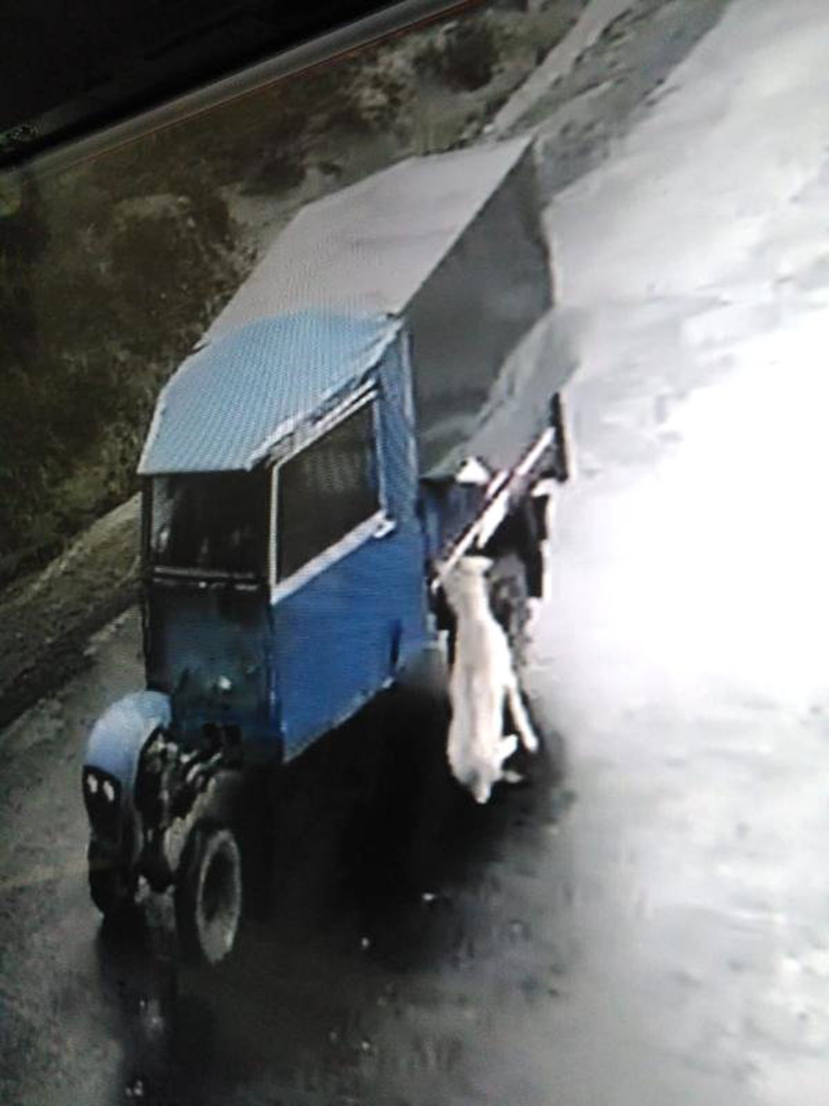 Tarım Aracına Bağlanarak Sürüklenen Köpek Öldü