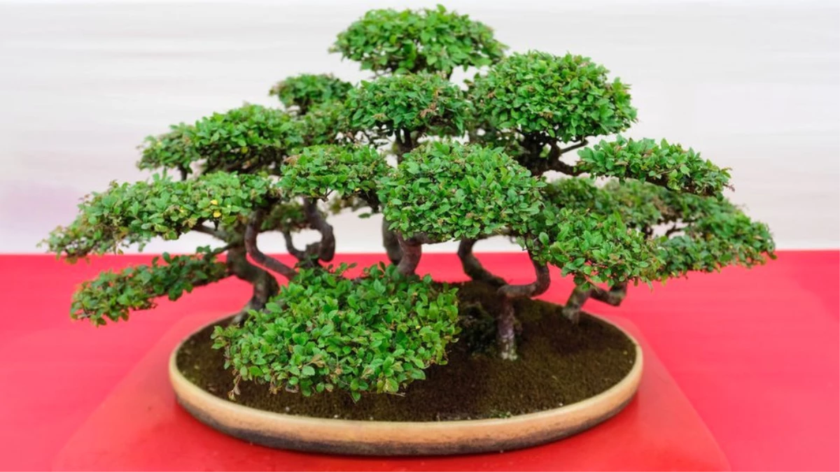 400 Yıllık Bonsai Ağaçları Çalınan Japon Çiftten Hırsızlara: Onlar Bizim Kıymetlimiz, Haftada Bir...