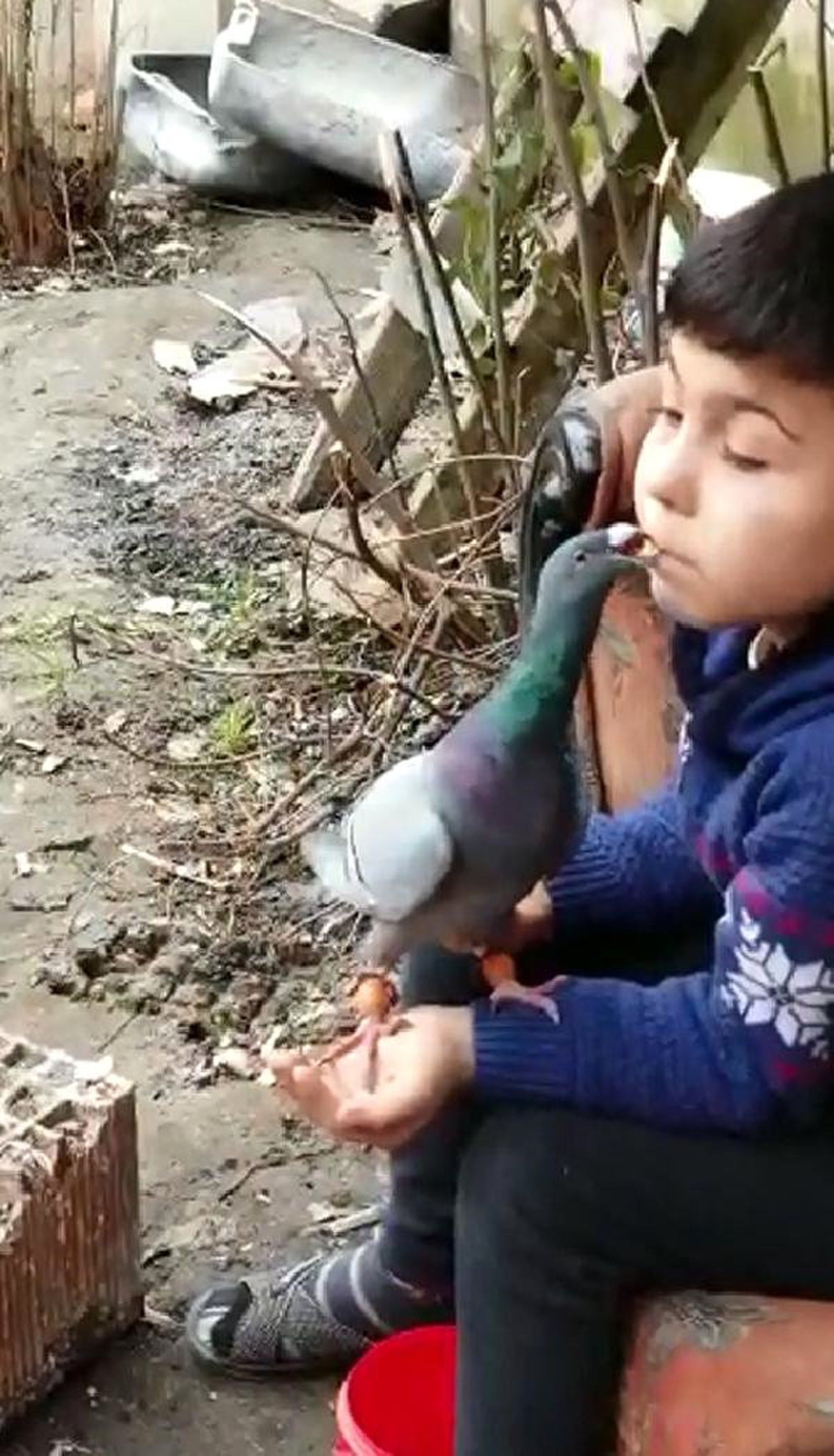 7 Yaşındaki Cemal\'in Güvercin Sevgisi