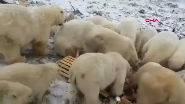 Dha Dis Rusya Da Kutup Ayilari Nedeniyle Ilan Edilen Acil Durum Suruyor Son Dakika