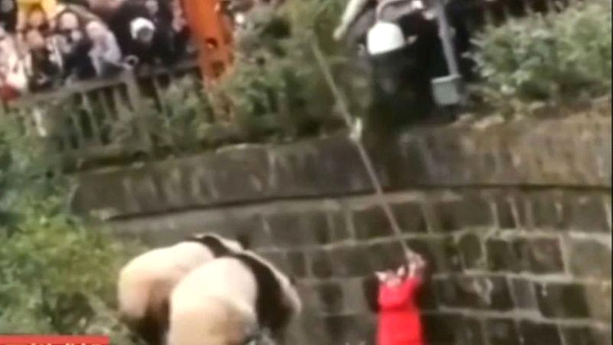 8 Yaşındaki Küçük Kız Pandaların Bulunduğu Dev Kafese Düştü