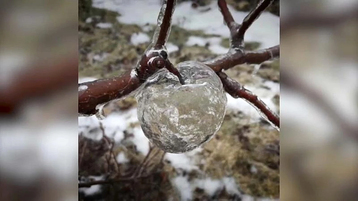 Video | Soğuk Havalarla Gelen \'Hayalet Elmalar\'