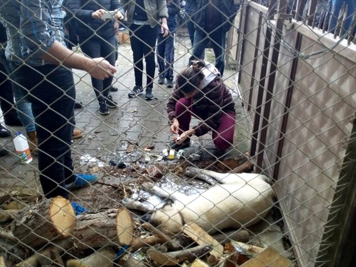 Zehirlenen İki Köpek Çevredekilerin Duyarlılığı Sayesinde Kurtuldu
