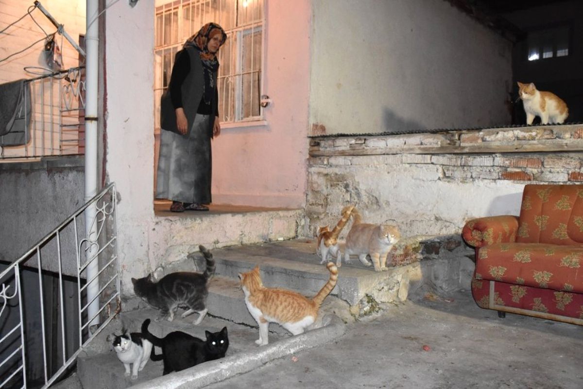 80 Kediye Annelik Yapıyor