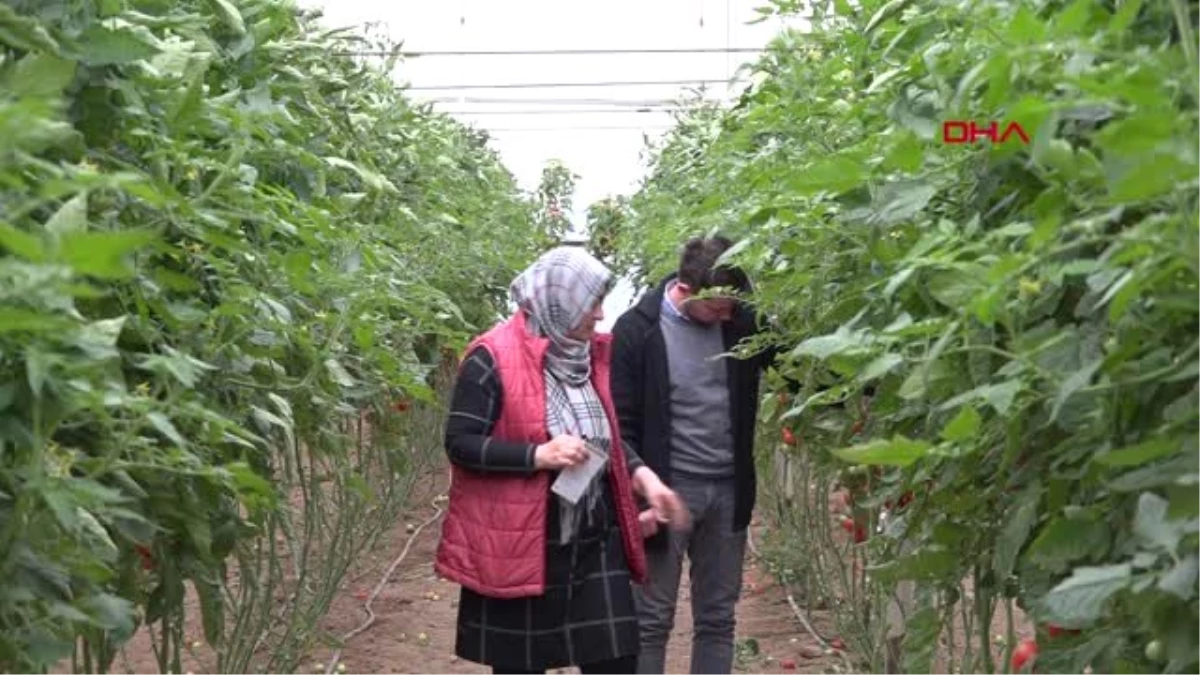 Antalya Tanzim Satışlara Sebze Gönderen Üreticiler Konuştu