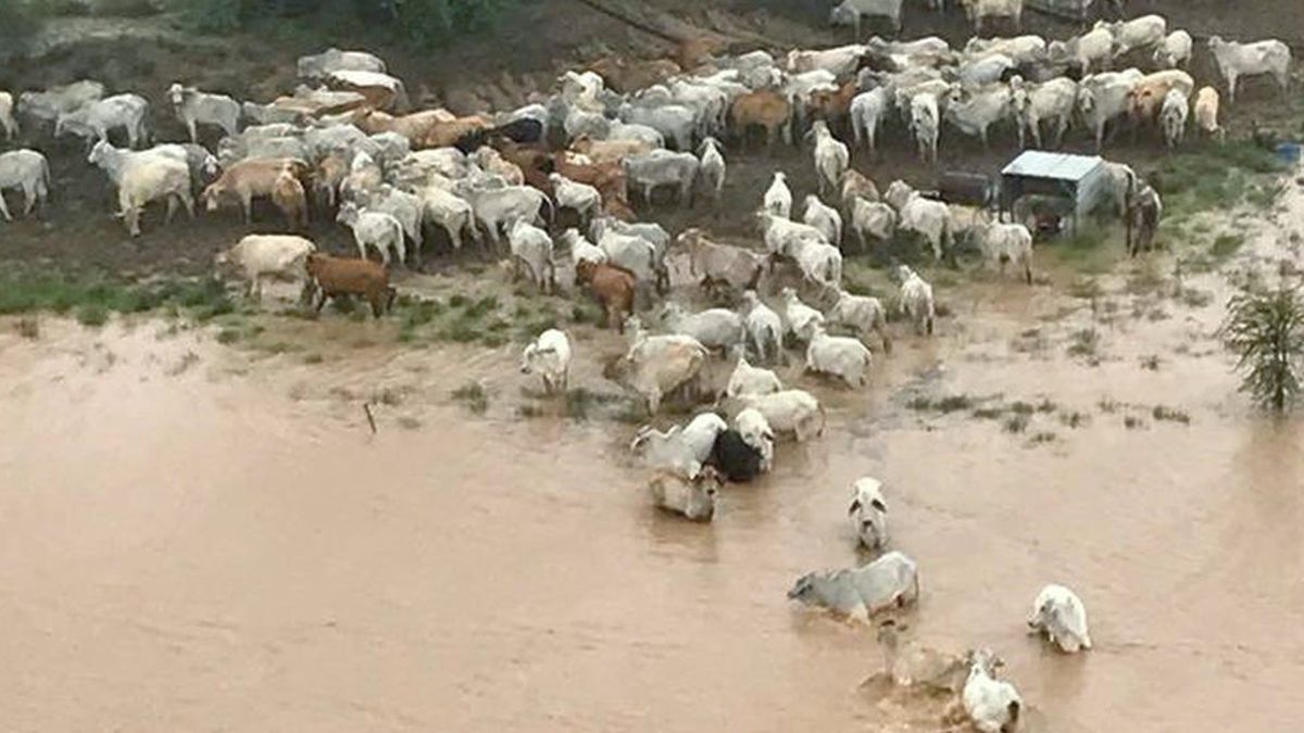 Avustralya\'da 500 Bin İnek 7 Yıl Süren Kuraklıktan Kurtuldu, Selde Öldü