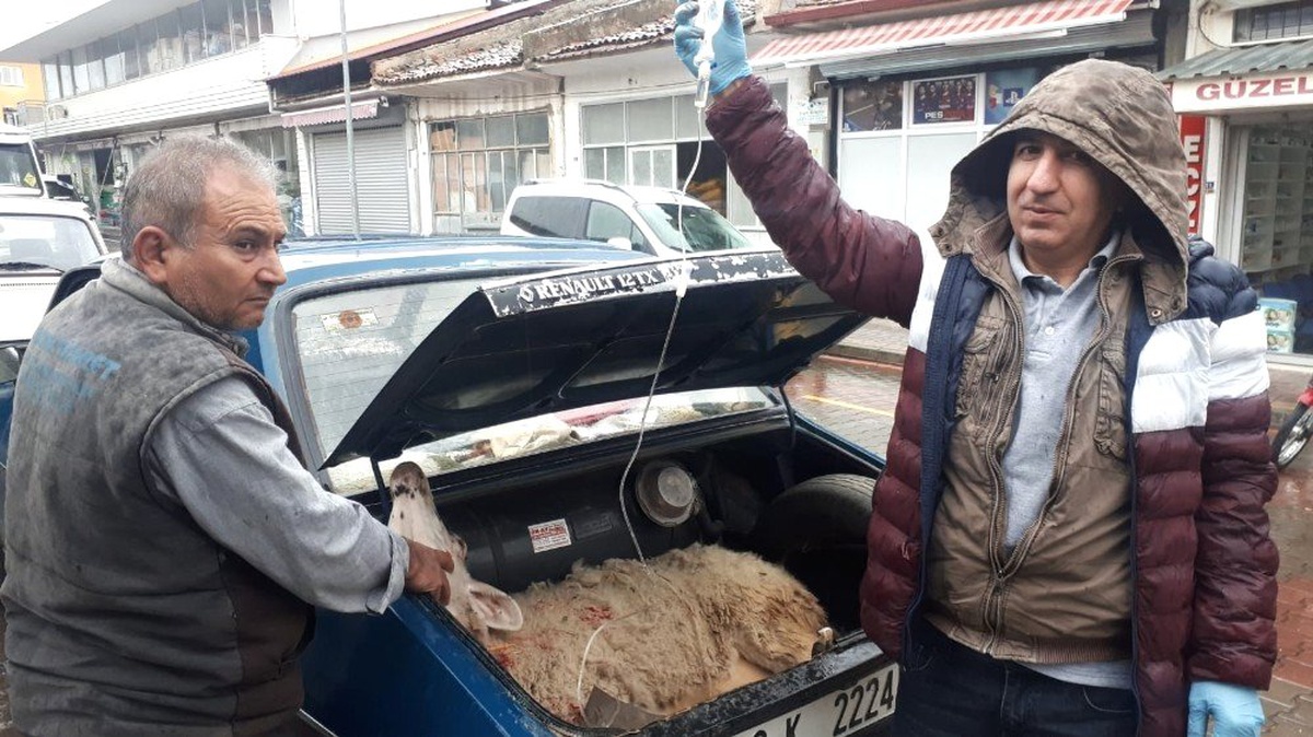 Doğumdan Sonra Rahatsızlanan Anne Koyunu Otomobil ile Veterinere Yetiştirdi