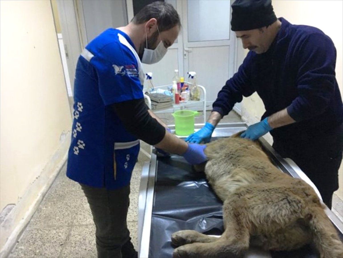 Hakkari\'de Aracın Çarptığı Köpek Tedavi Edildi