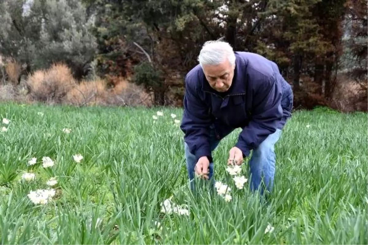 Karaburun\'un Simgesi Nergislerin Üretimi Her Yıl Azalıyor