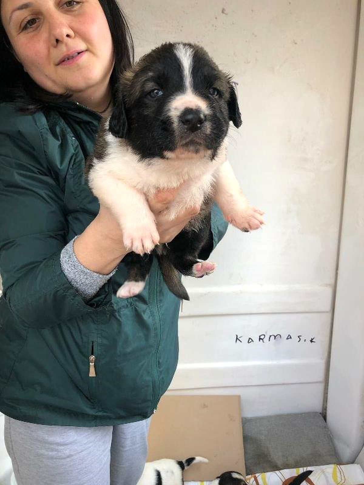 Mahallelinin İstemediği 9 Yavru Köpek Sıcak Yuva Bekliyor