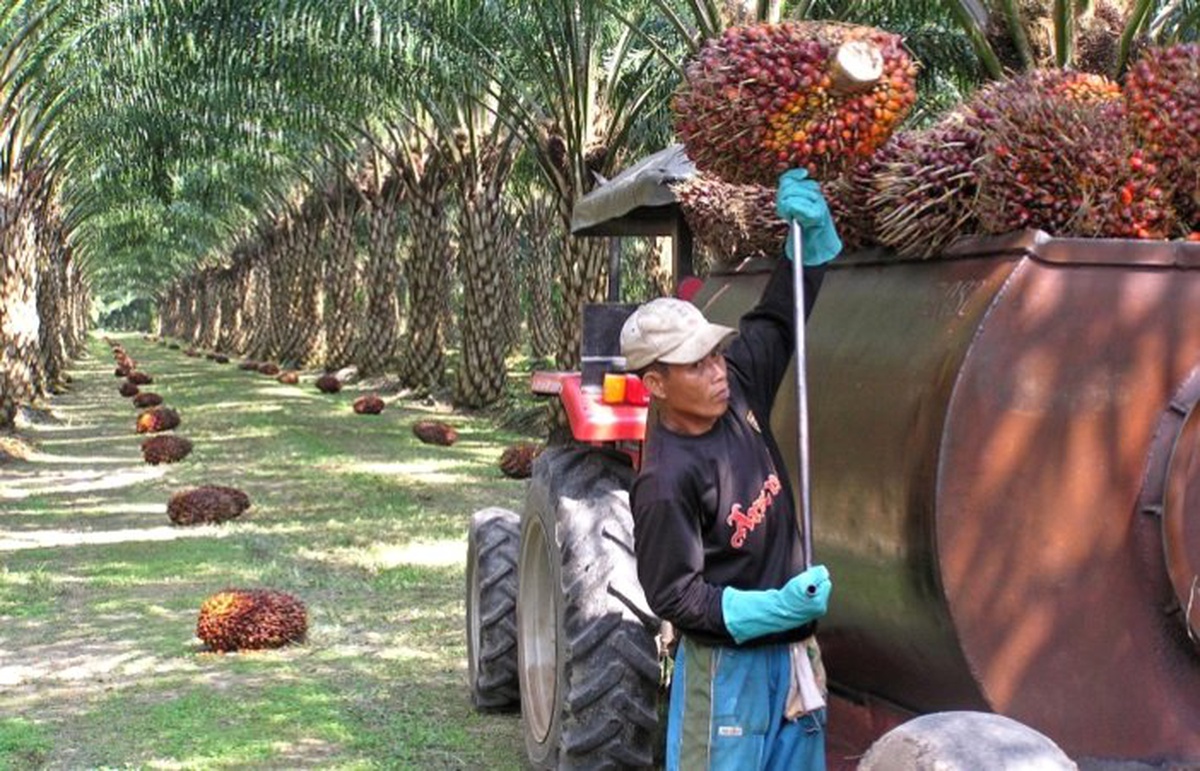 Palm yağında düşen stok fiyat artışını tetikleyebilir!