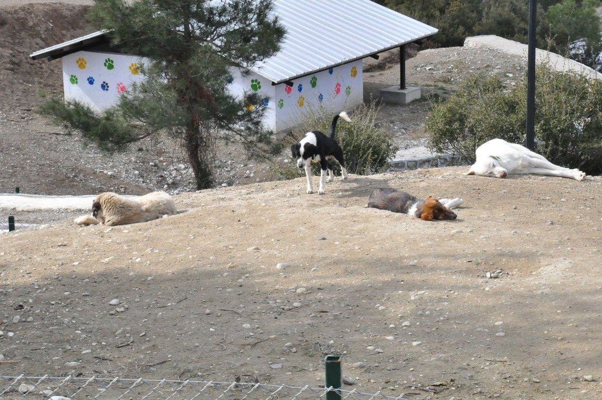 Sevgililer, 14 Şubat Öncesi Hayvan Barınağına Koştu