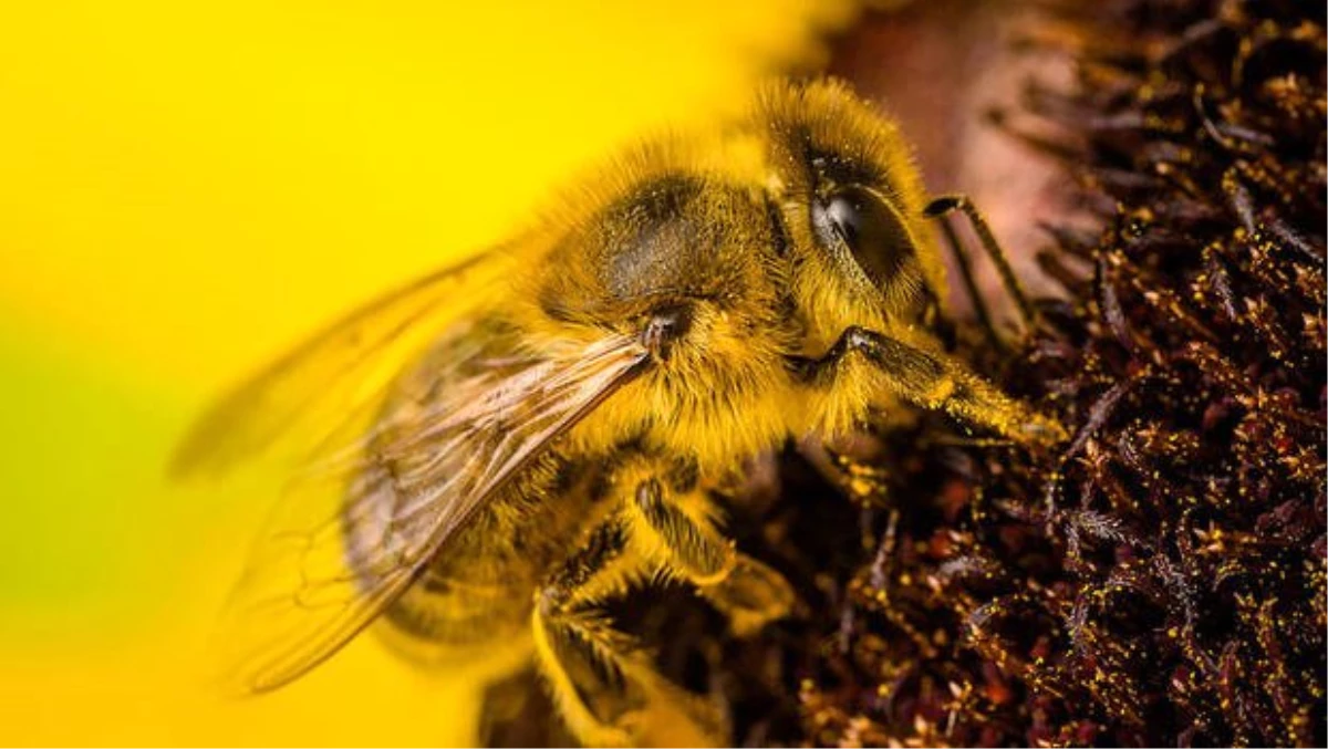 Yeşiller, Arılar İçin Bir Milyondan Fazla İmza Topladı