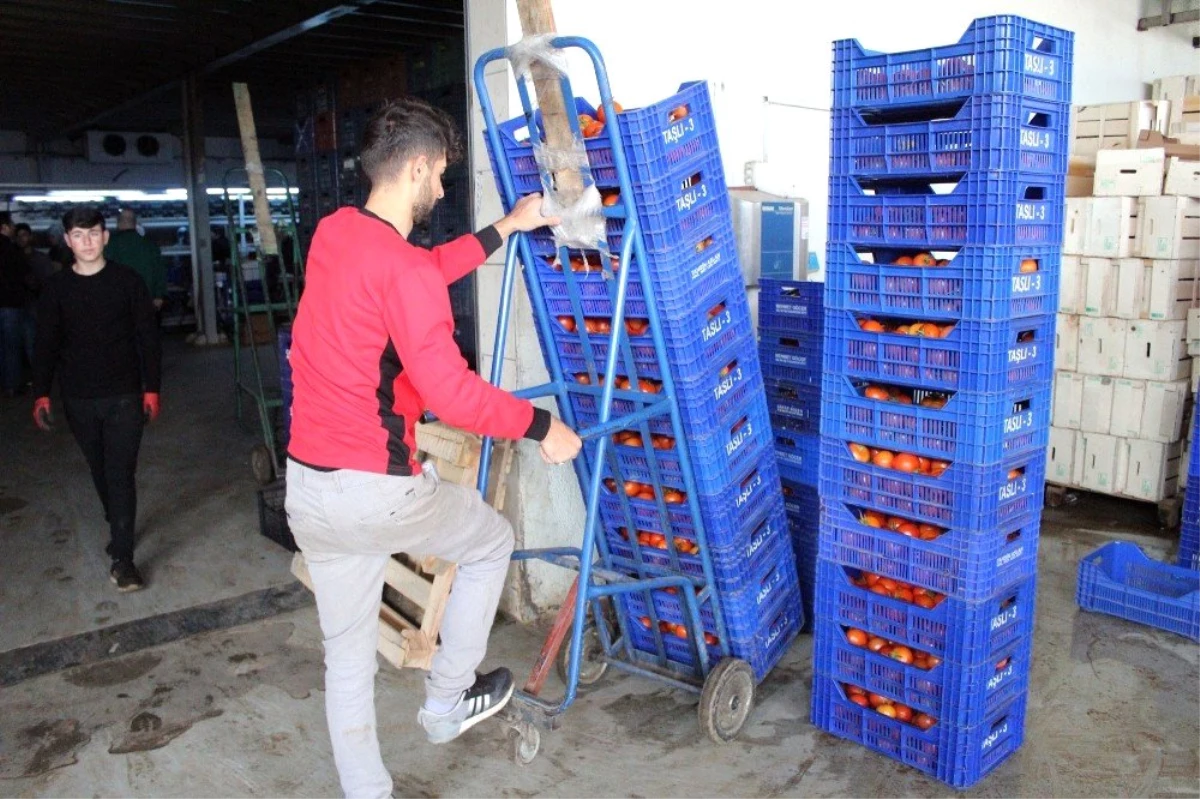 Antalya\'dan Tanzim Satışa 4 Günde Bin 400 Ton Sebze Gönderildi