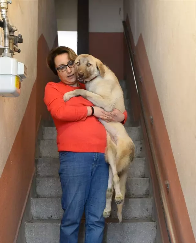 Hayata Tutunan Engelli Köpeğe Bebek Gibi Bakıyor Son Dakika