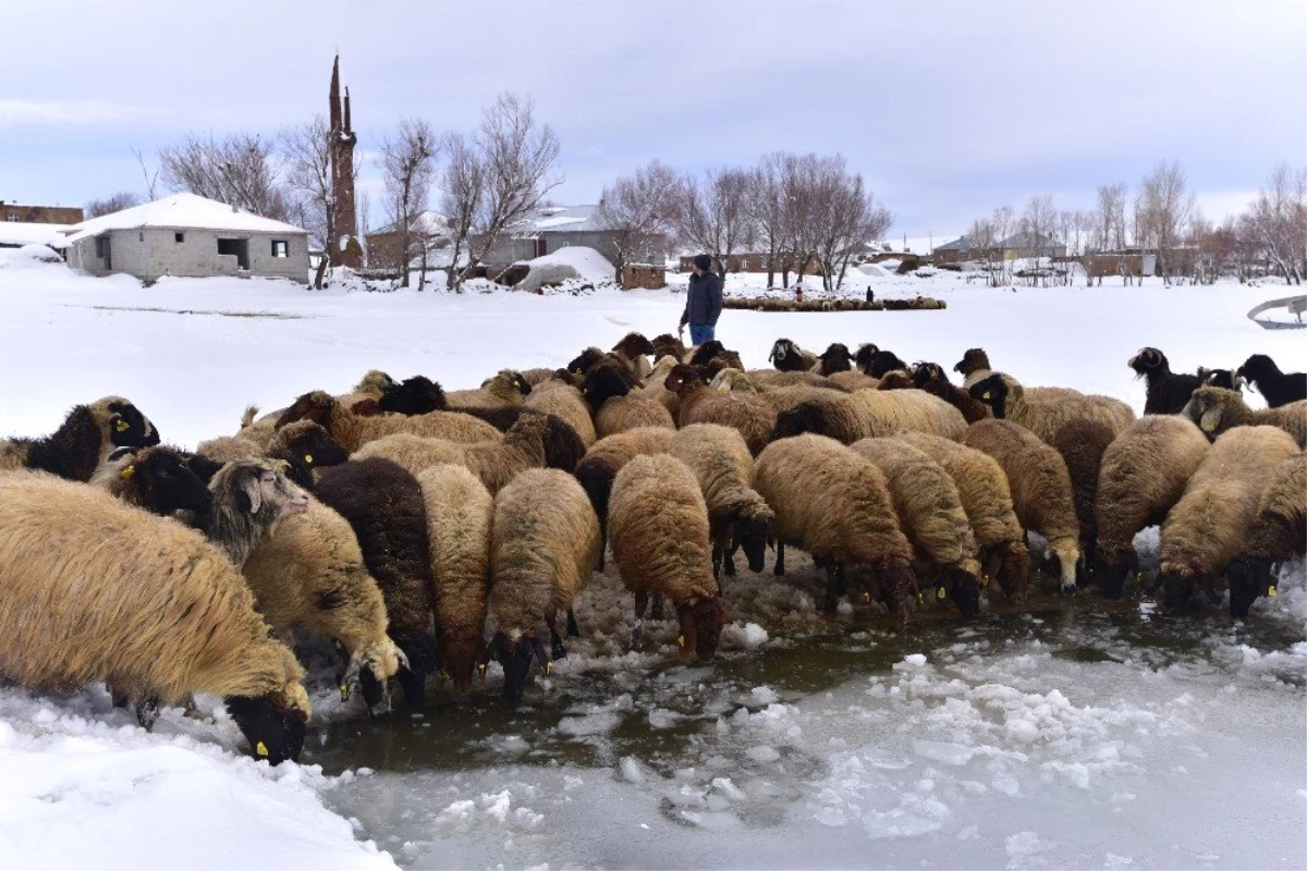 Hayvanların Su İhtiyacını Buzlarla Karşılıyorlar