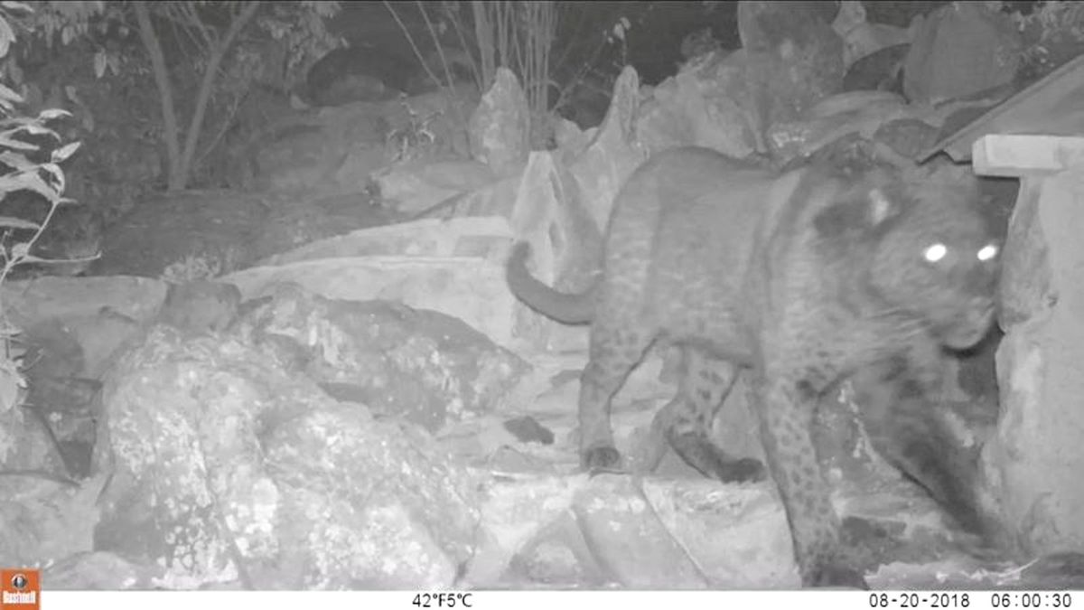 Kenya\'da 100 Yıl Sonra \'Kara Leopar\' Görüntülendi