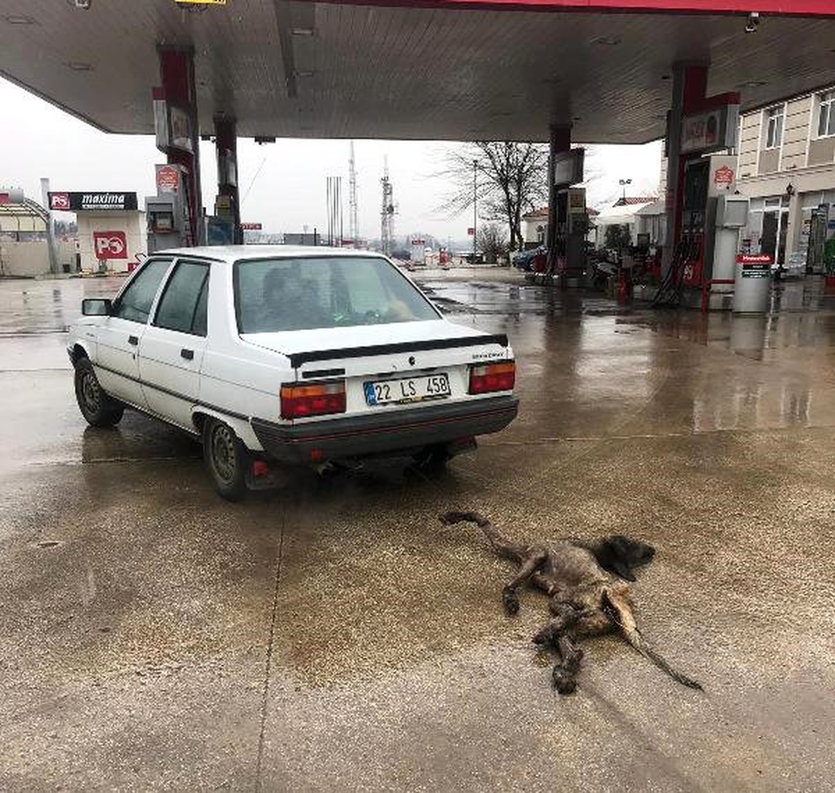 Köpeği Otomobilin Arkasına İple Bağlayıp, Kilometrelerce Sürükledi