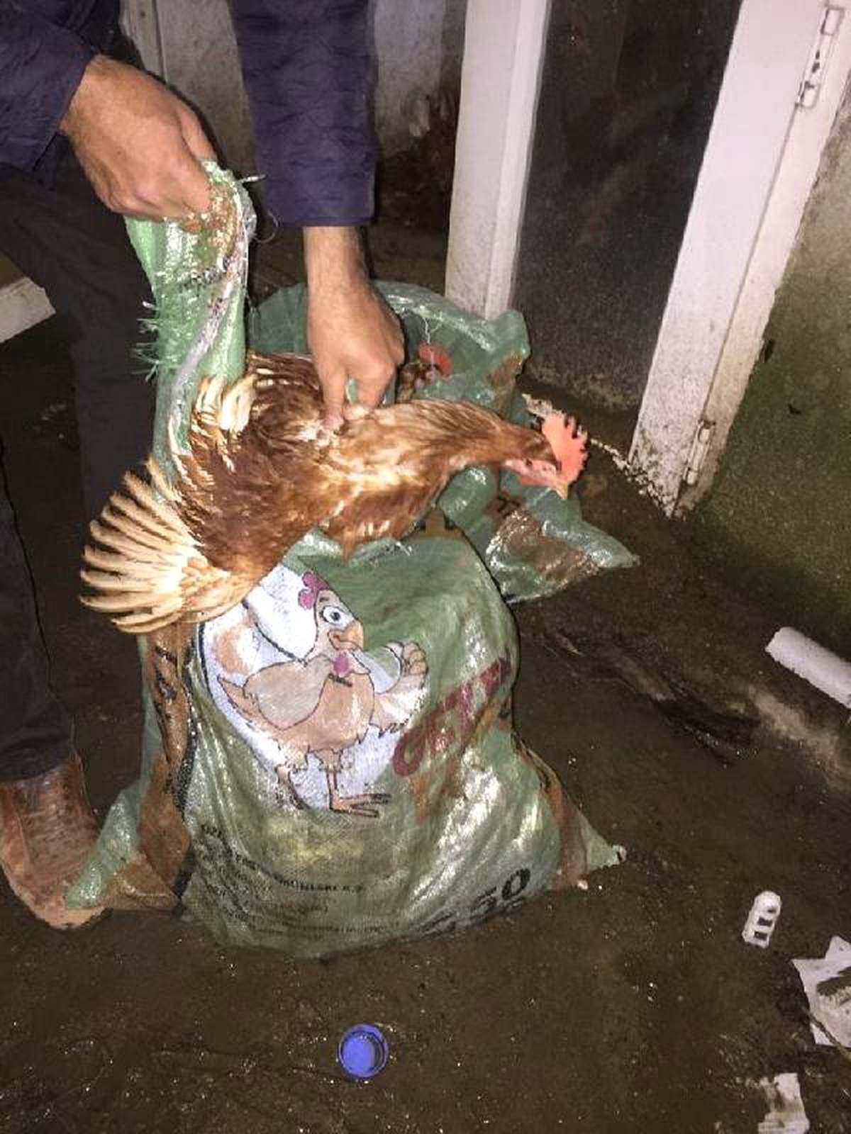 Kovalamaca Sonucu Yakalanan 2 Tavuk Hırsızı Tutuklandı