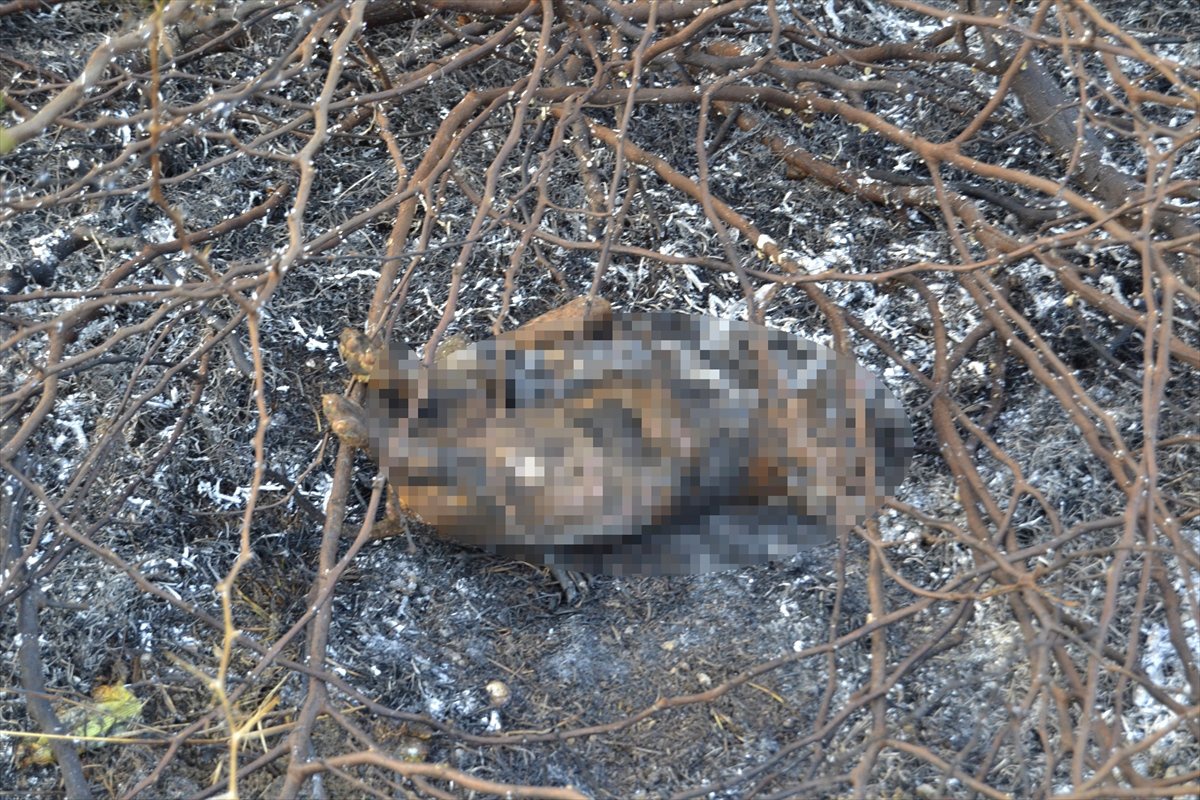 Adana\'da Köpek Yavrusunun Yakılarak Öldürüldüğü İddiası