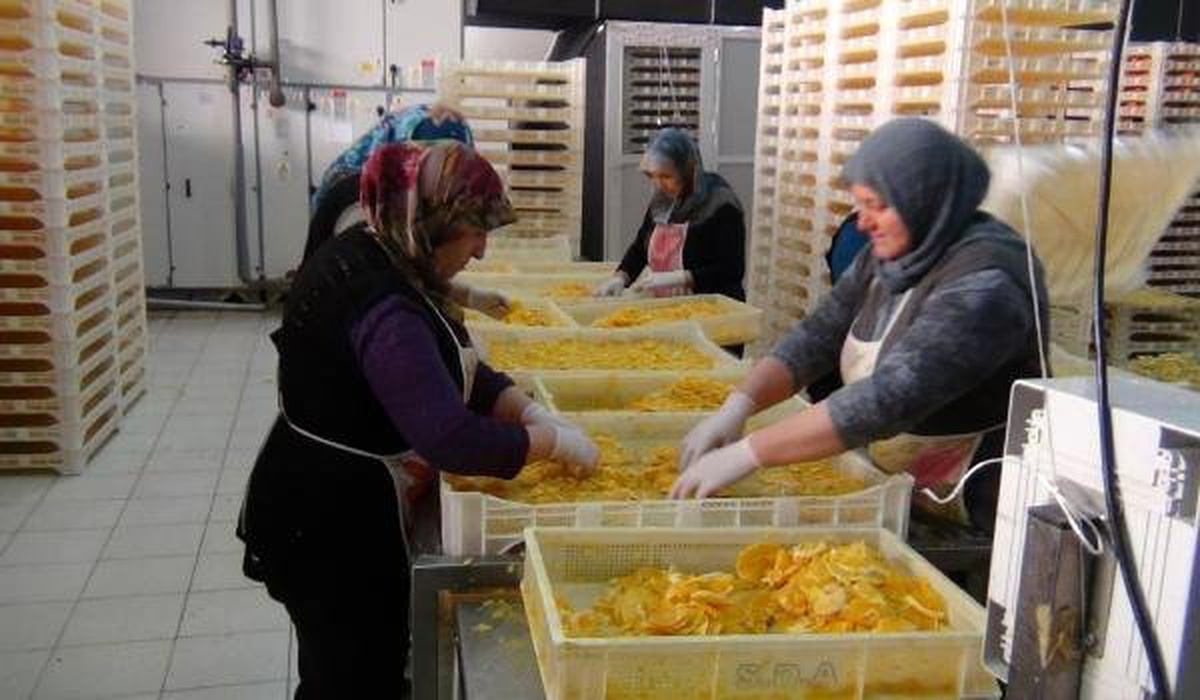 Jeotermalle Kurutulan Yaş, Sebze ve Meyveler Yurt Dışına İhraç Ediliyor
