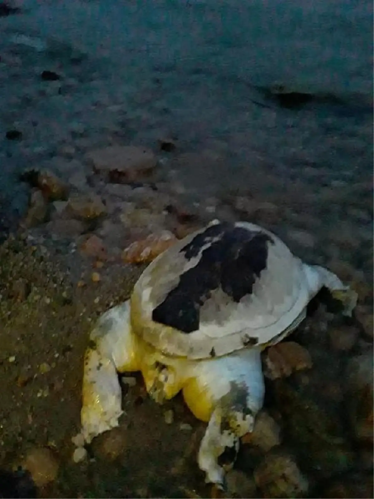 Didim\'de Ölü Caretta Caretta Sahile Vurdu