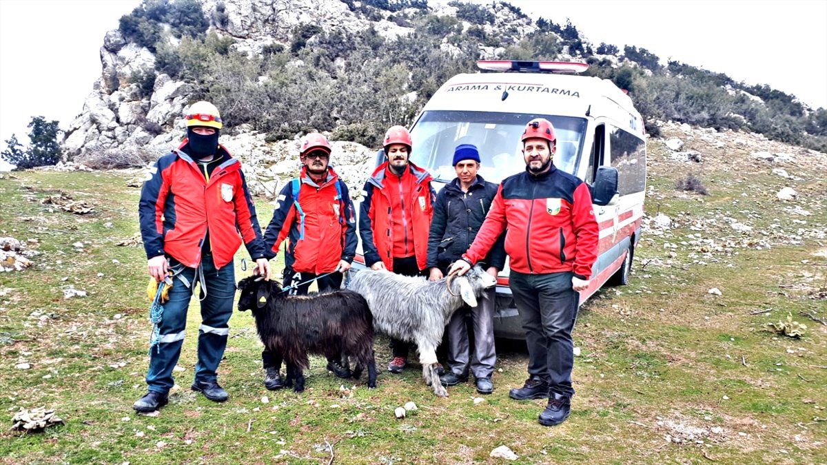 Kayalıklarda Mahsur Kalan Keçileri Akut Kurtardı