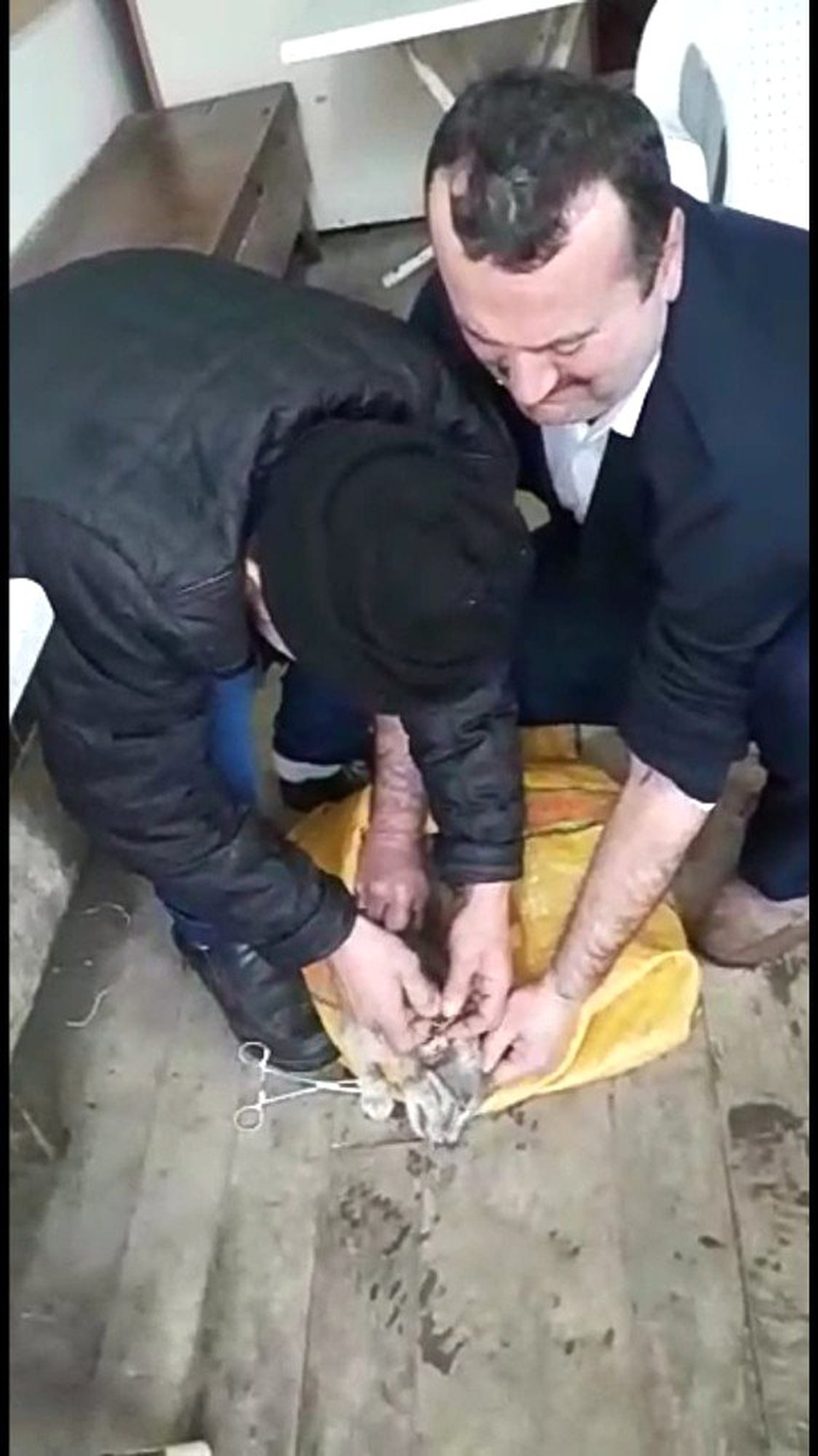 Köpeklerin Saldırdığı Kedi Köyde Tedavi Edilerek Sağlığına Kavuşturuldu