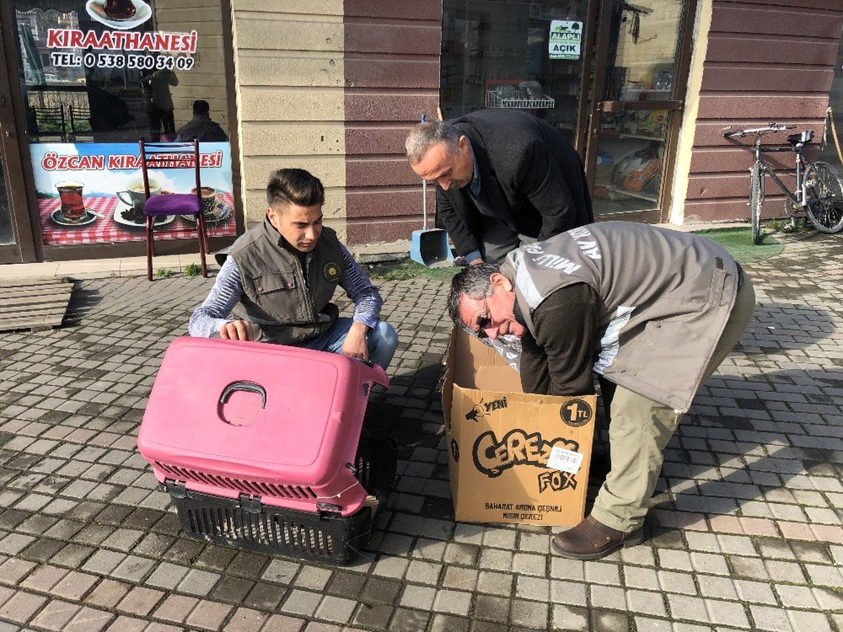 Zonguldak\'ta Kanadından Vurulan Doğan Tedavi Altına Alındı
