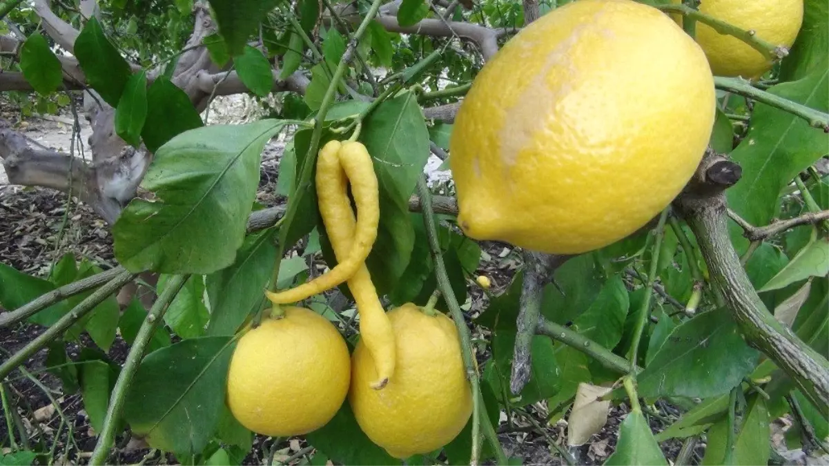 Biber Görünümlü Limon, Görenleri Hayrete Düşürdü