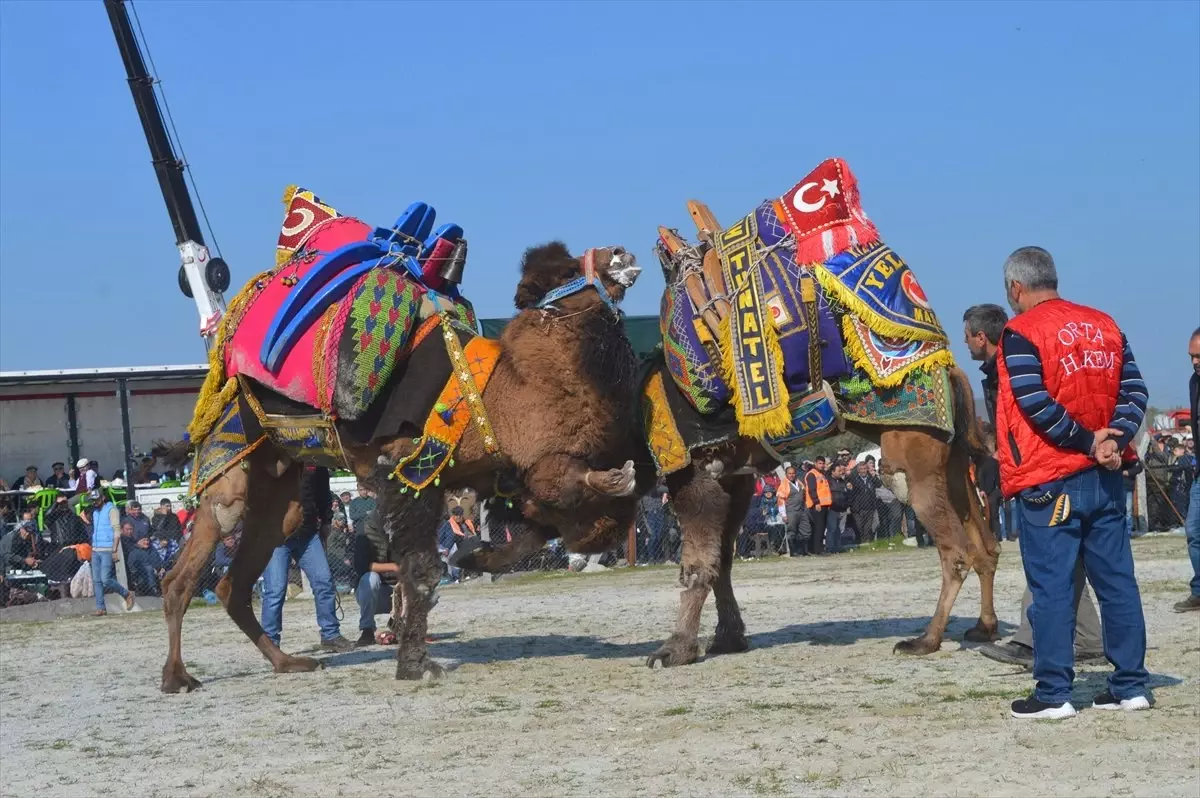 Çine\'de Deve Güreşi Festivali