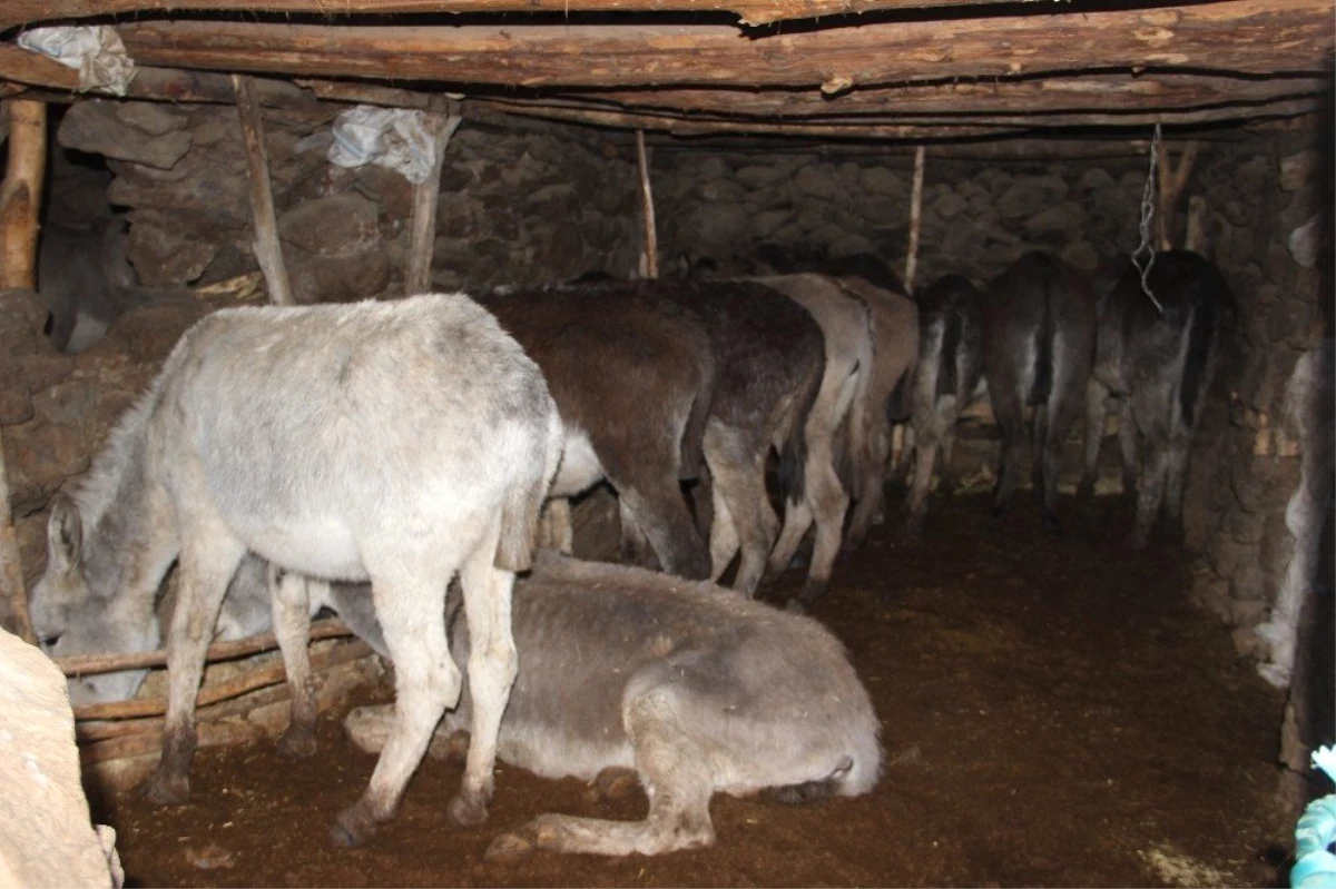 Soğukta Terk Edilen At ve Eşekler Koruma Altına Alındı