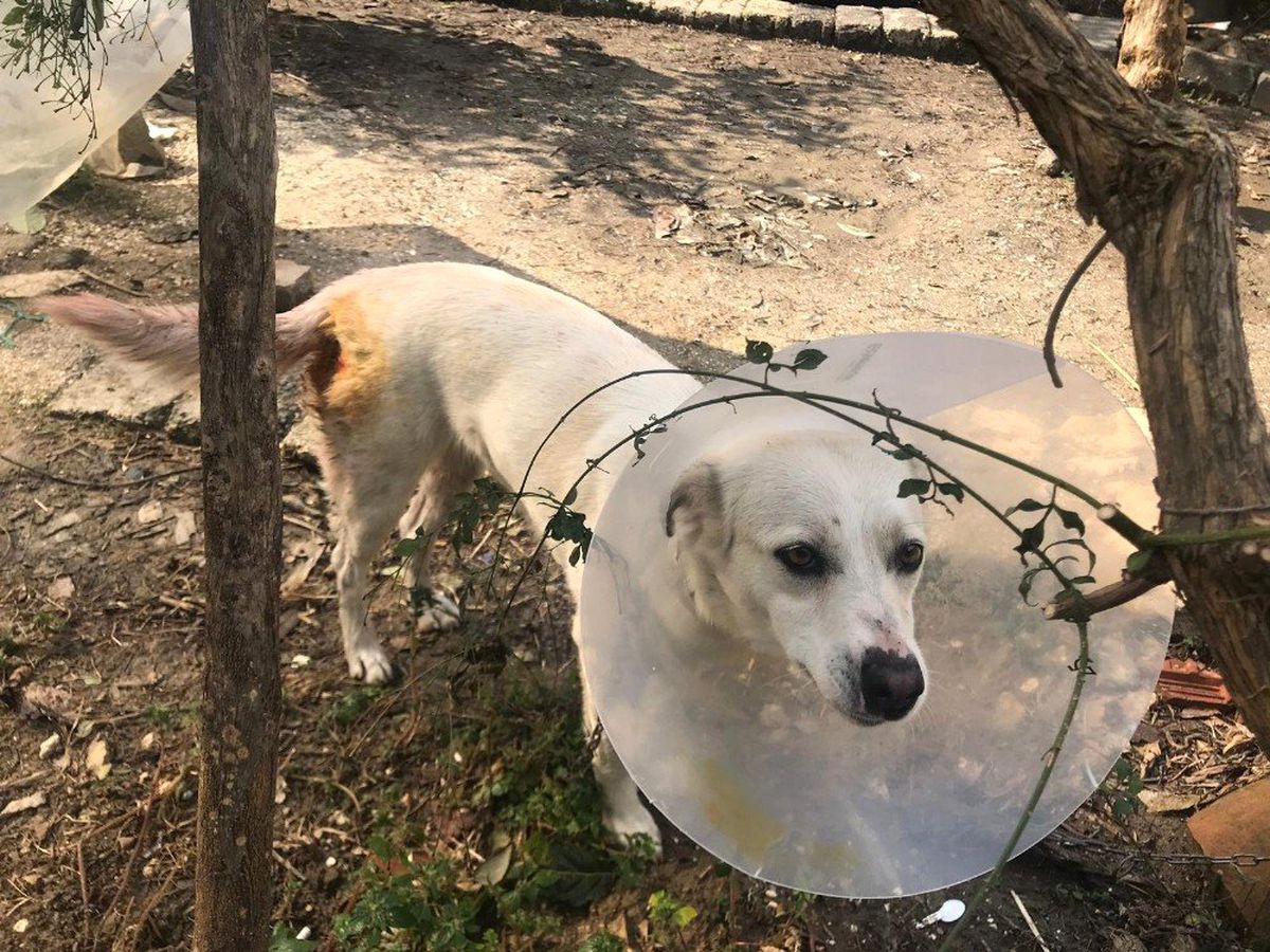 Sokak Ortasında Köpeği Bıçakladı