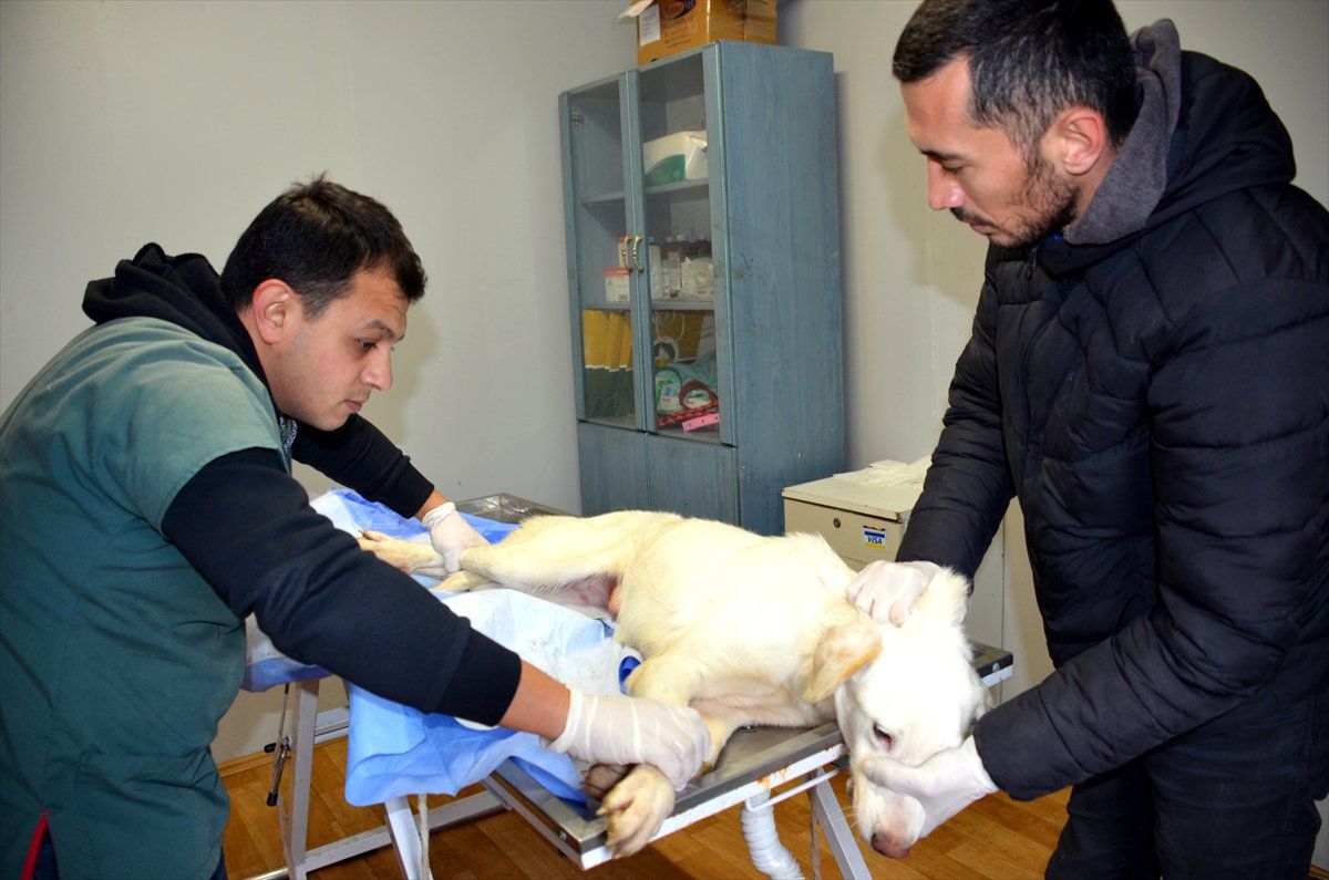 Yaralı Sokak Köpeği Tedavi Edildi