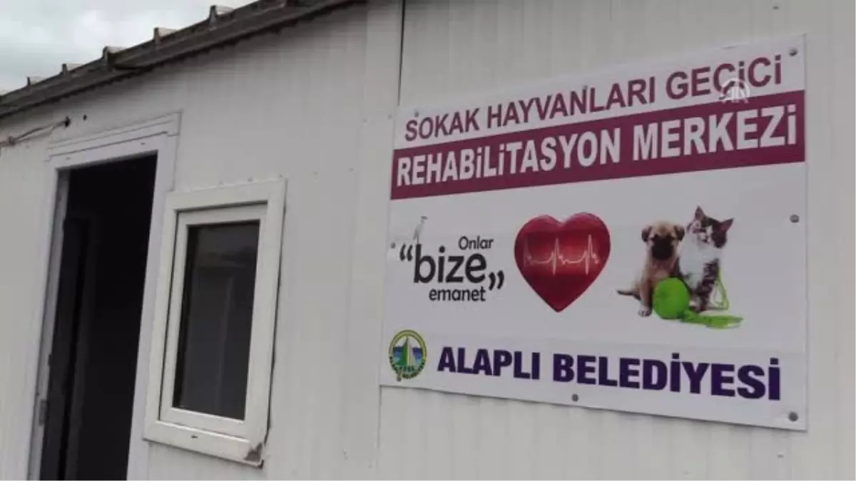 Yaralı Sokak Köpeği Tedavi Edildi - Zonguldak