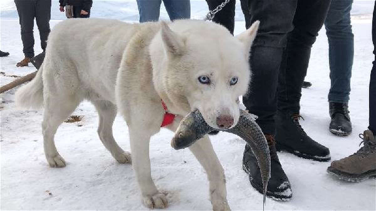 Alaska Kurdunun Ağzından Balığı Alma Mücadelesi