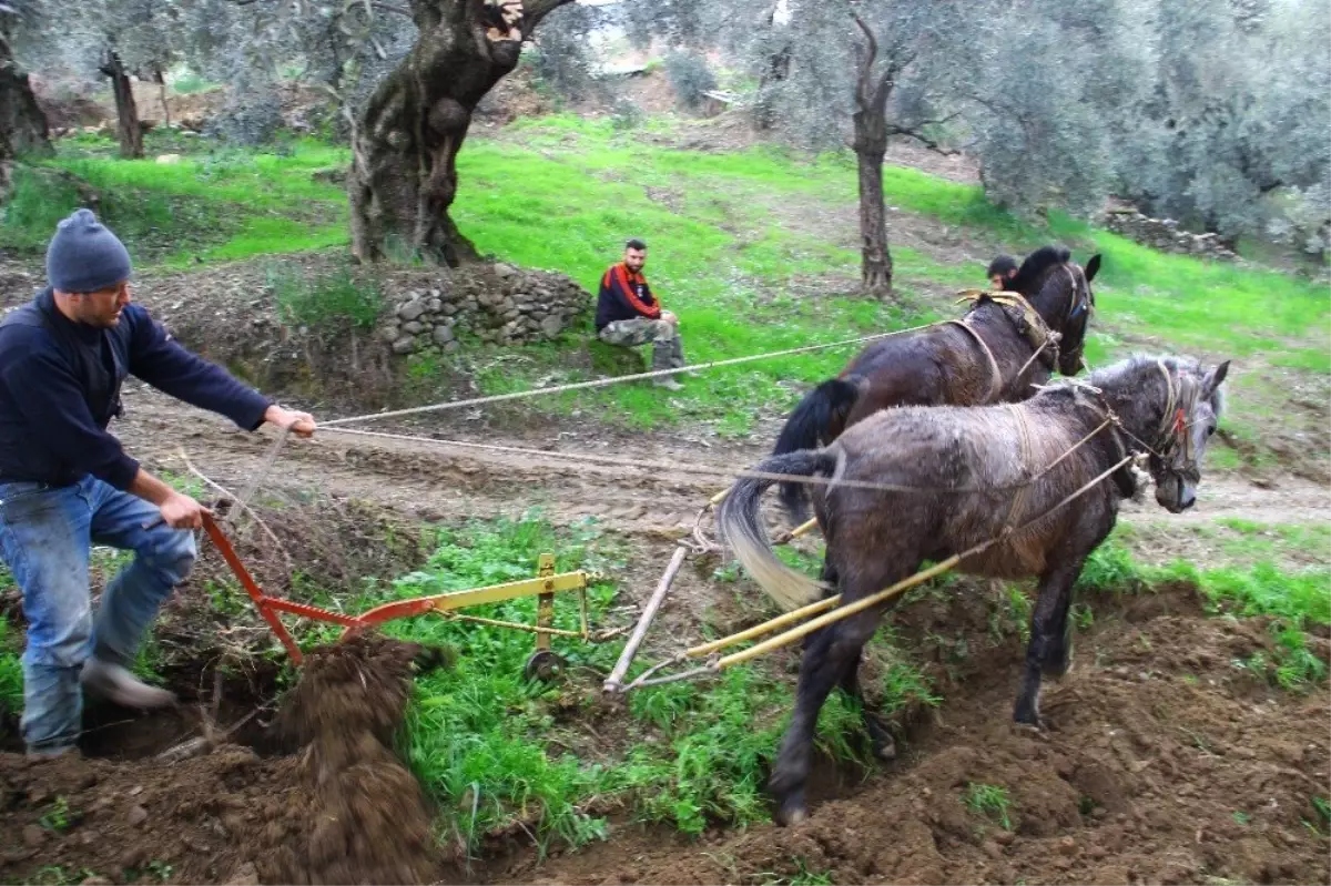 Aydın\'ın Verimli Dağlarında Karasabana Alternatif Bulunmadı