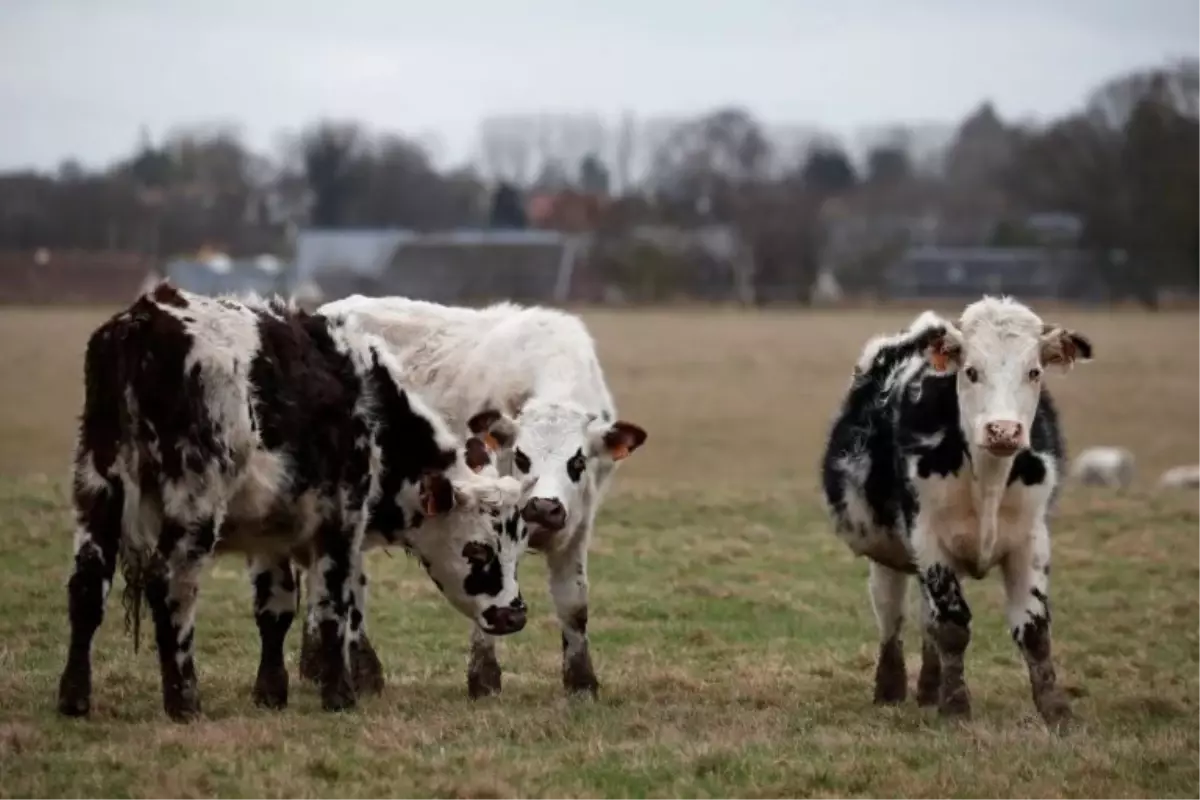 Bill Gates: İneklerin Çıkardığı Gazlar, Dünyanın En Büyük Sorunlarından Biri