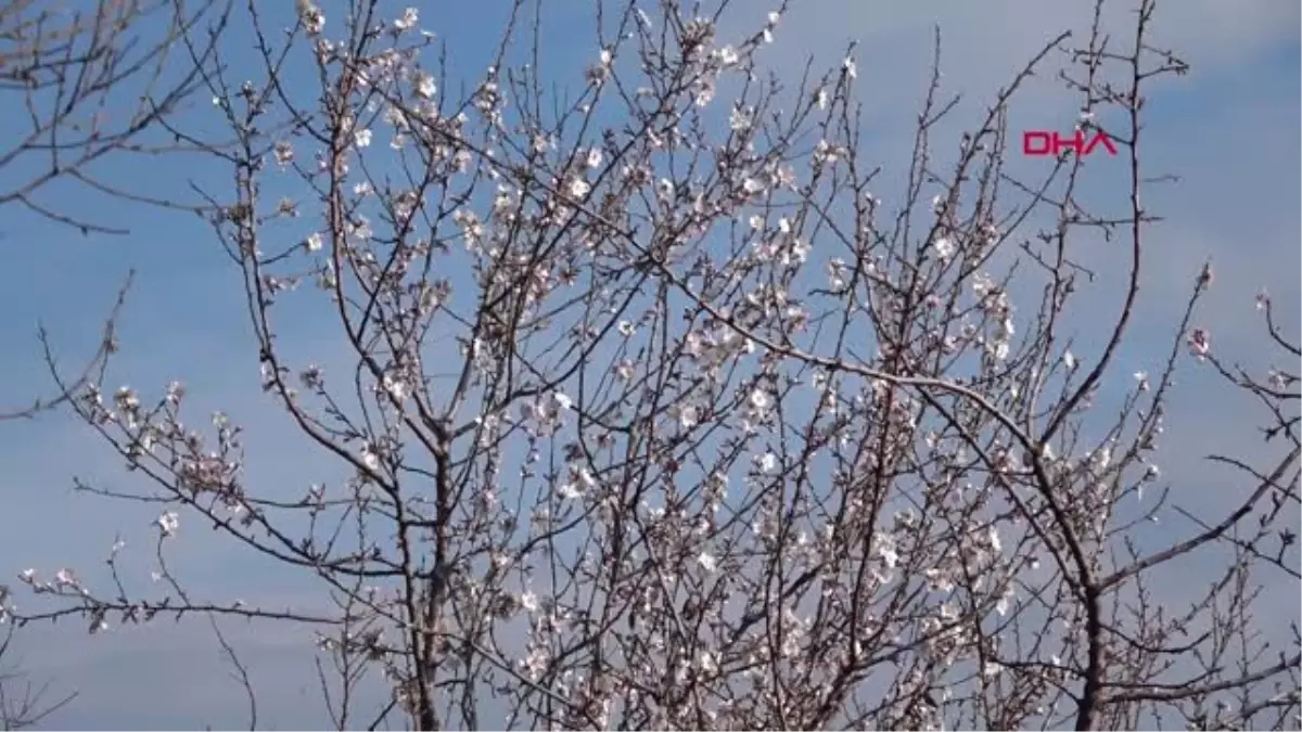 Mersin Anamur\'a Bahar Geldi, Ağaçlar Çiçek Açtı