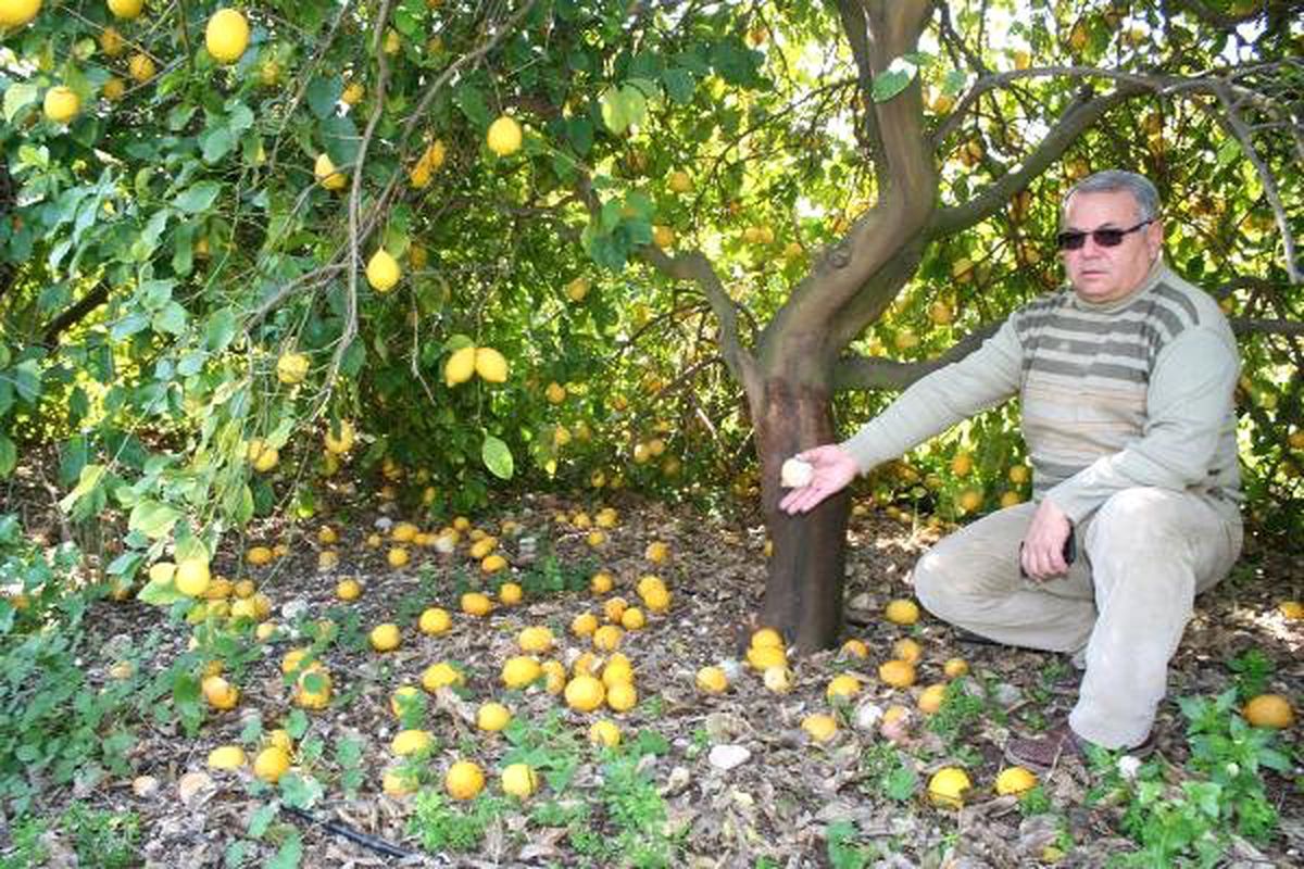 Mersin\'de Limon Dalda Kaldı