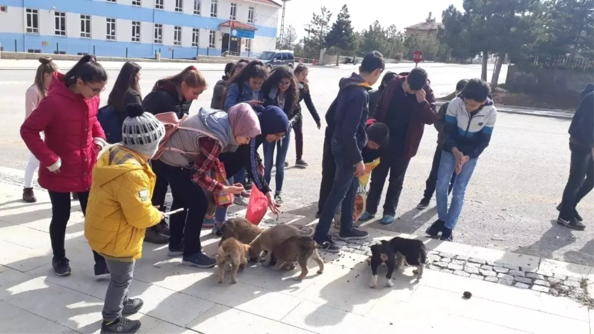 Öğrenciler Harçlıklarıyla Yem Alıp Sokak Hayvanlarını Besledi