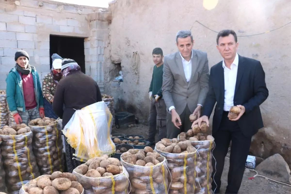 Tanzim Satışlarına Günlük 100 Ton Patates Niğde\'den Gidiyor