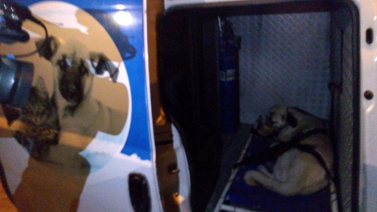 Yaralı Köpeğe Küçük Dostlar Ambulansı Anında Müdahale Etti