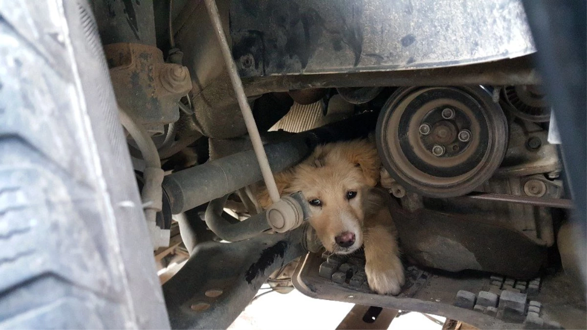 Yaramaz Köpek Aracın Motor Kısmına Sıkıştı