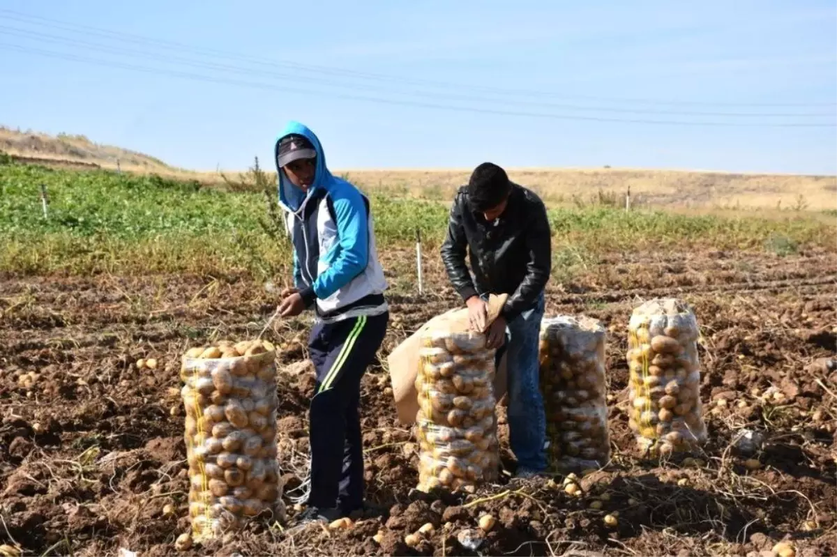 Aksaray Patates Ekimi Yasaklanmadı