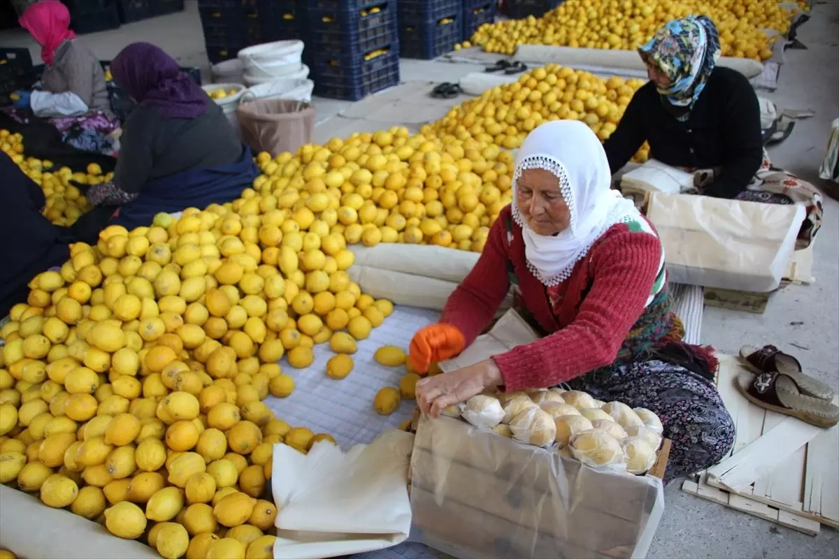 Aşırı Yağış Limon Hasadını Geciktirdi