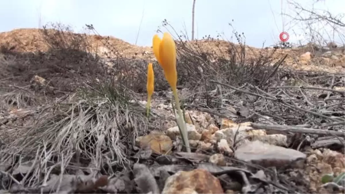 Baharın Müjdecisi Çiğdem Çiçekleri Erken Açtı