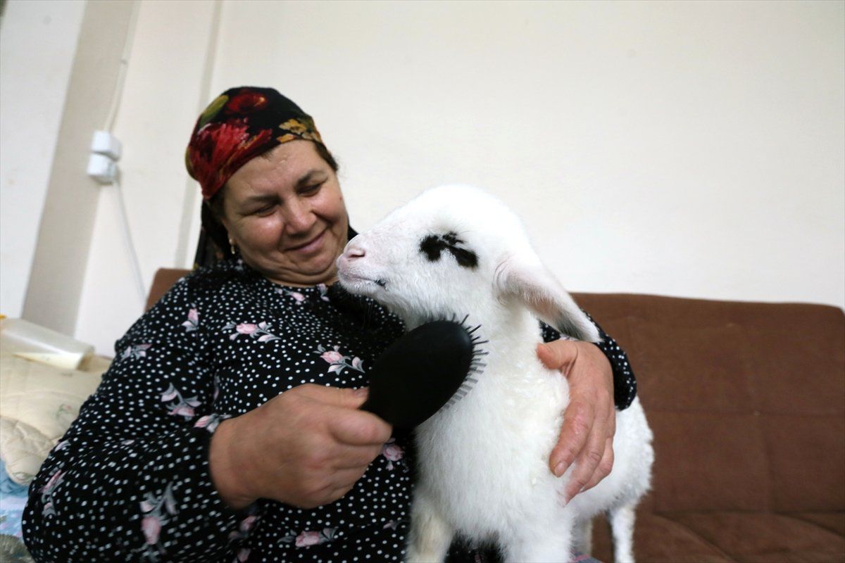 Bebek Beziyle Bezledikleri Kuzuya Evde Bakıyorlar