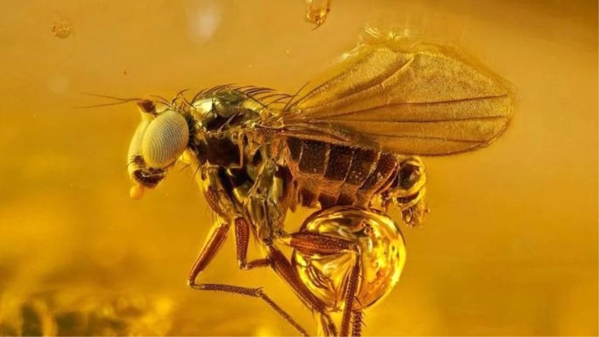 Böcek Fosillerine Ait Nefes Kesici Fotoğraflar Yayınlandı